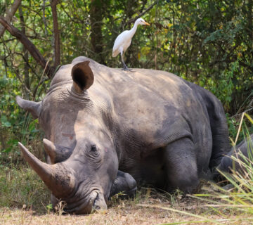 Rhino Tracking2 360x320