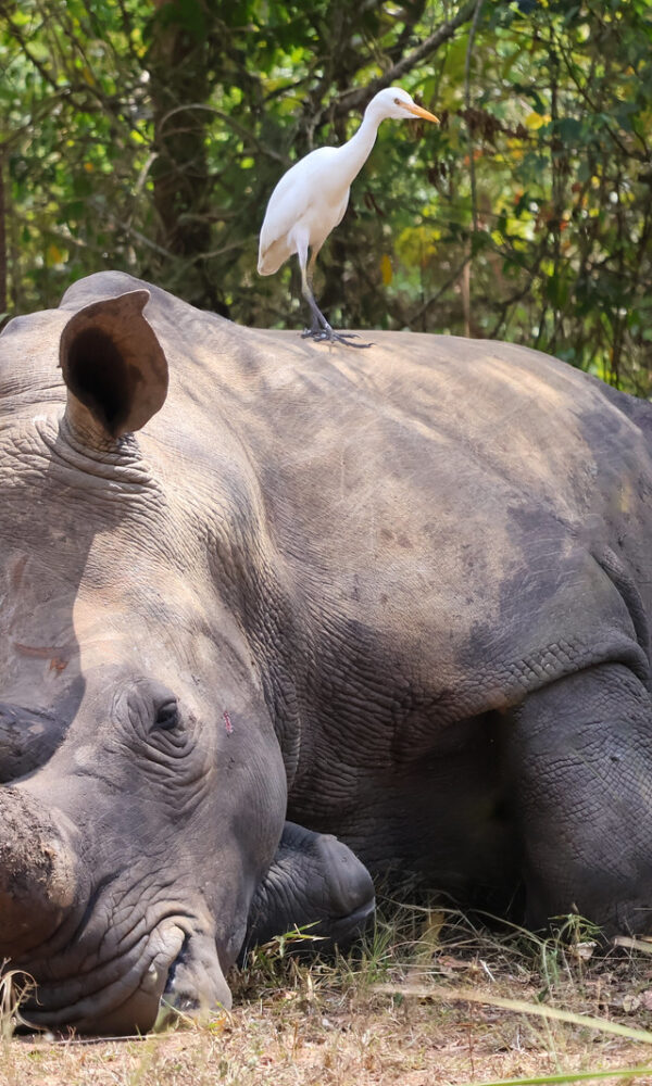 Rhino Tracking2 600x1000