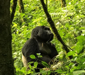 Ruhija Sector Bwindi