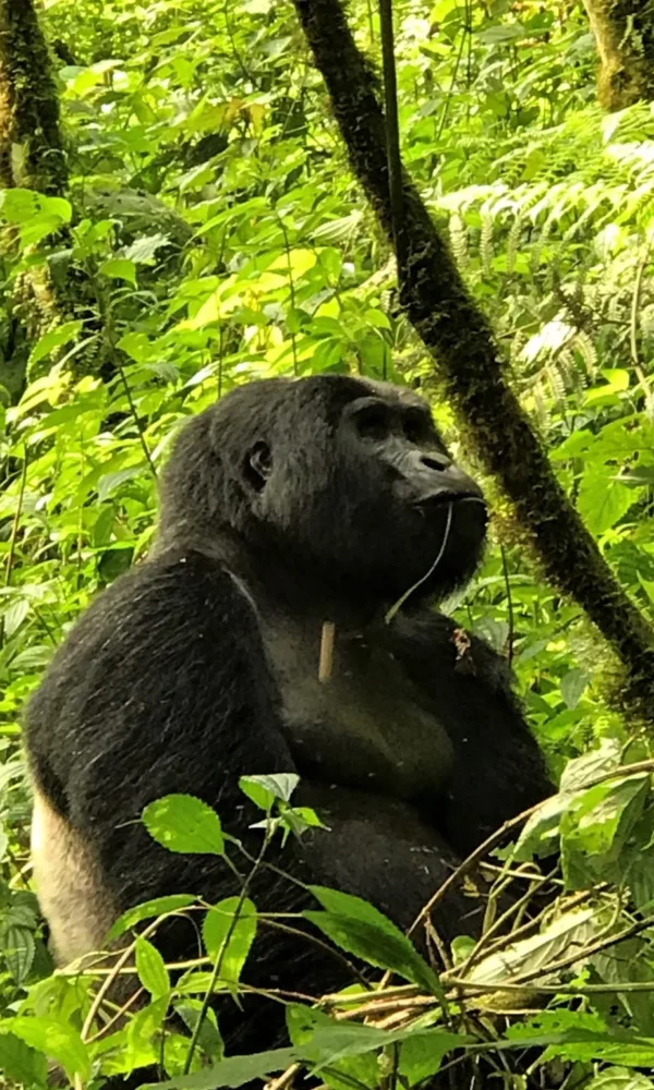 Ruhija Sector Bwindi