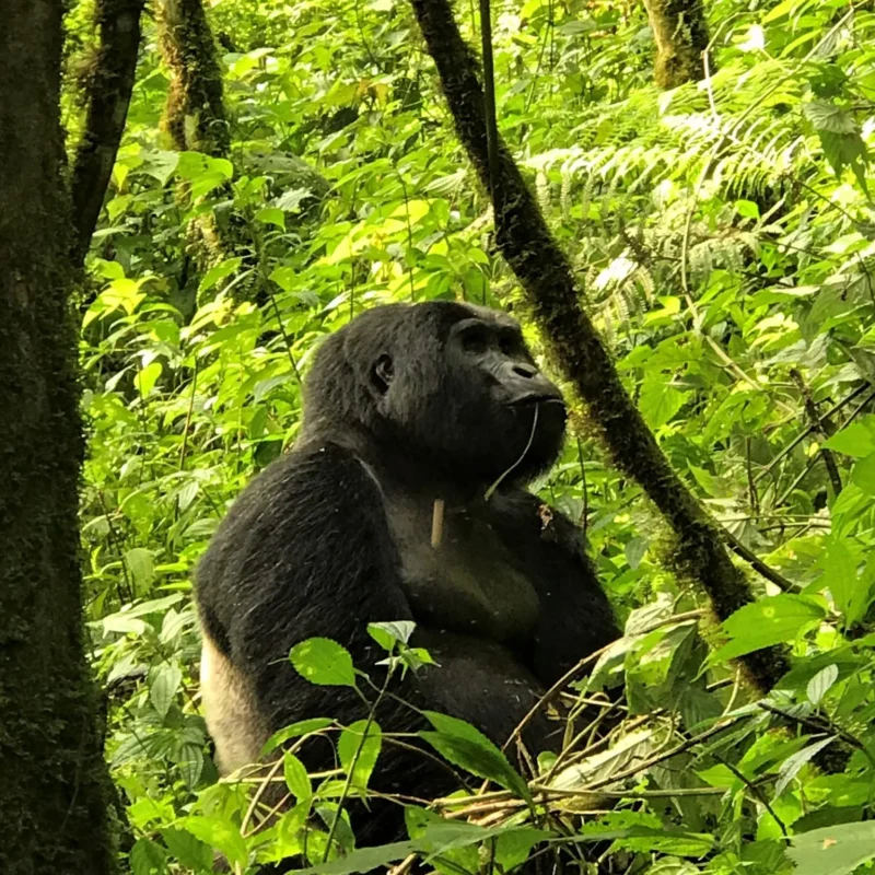 Ruhija Sector Bwindi