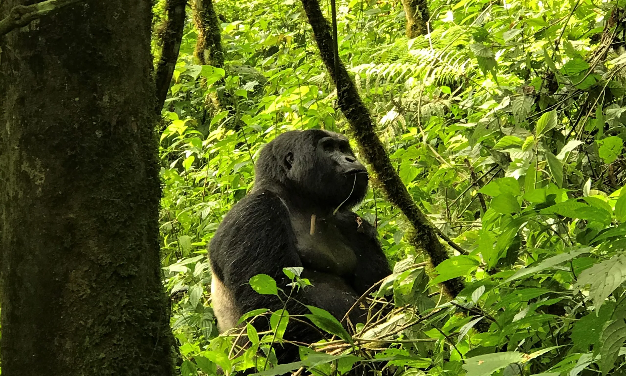 Ruhija Sector Bwindi