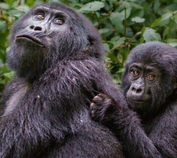 Rushaga Sector Bwindi