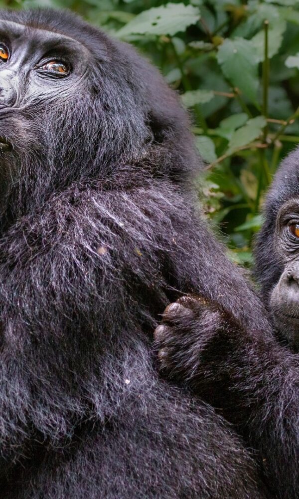 Rushaga Sector Bwindi