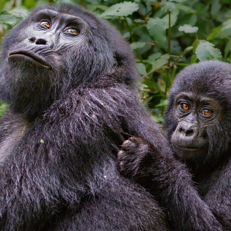 Rushaga Sector Bwindi
