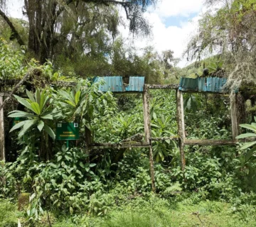 Rwanda Dian Fossey Karisoke Centre