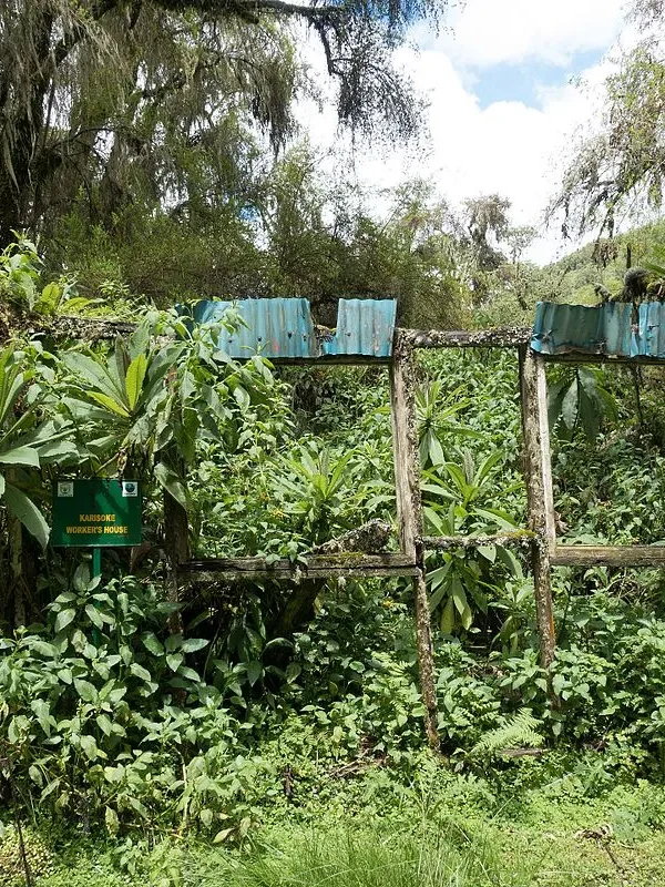 Rwanda Dian Fossey Karisoke Centre