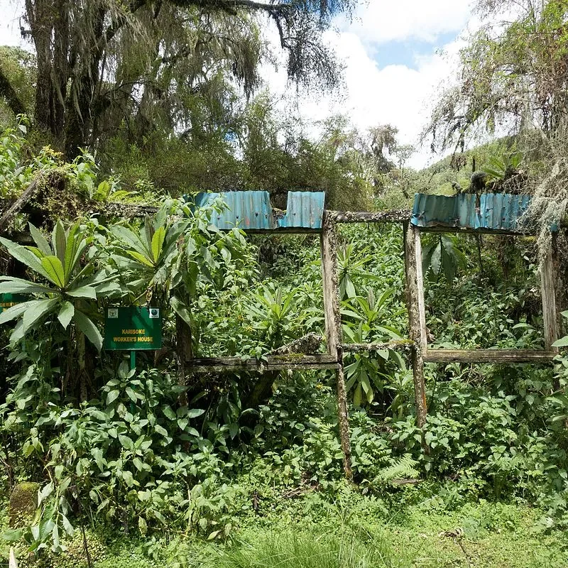 Rwanda Dian Fossey Karisoke Centre