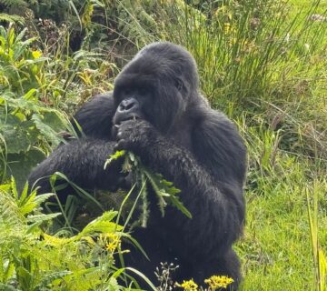 Rwanda Entry Requirements 2026