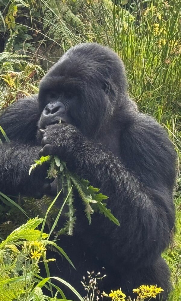 Rwanda Entry Requirements 2026