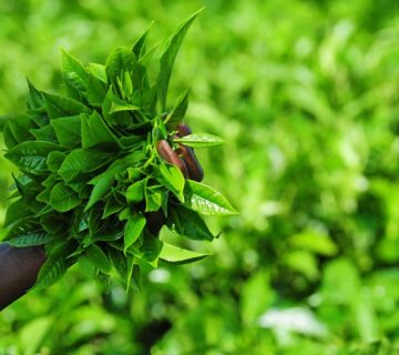 Rwanda Tea Plantation Tour