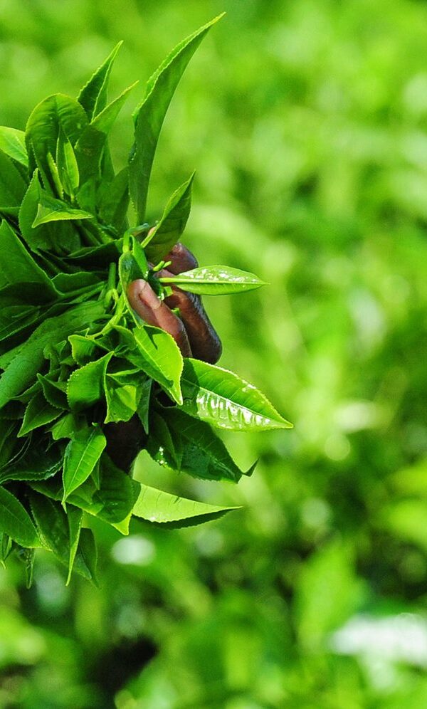 Rwanda Tea Plantation Tour