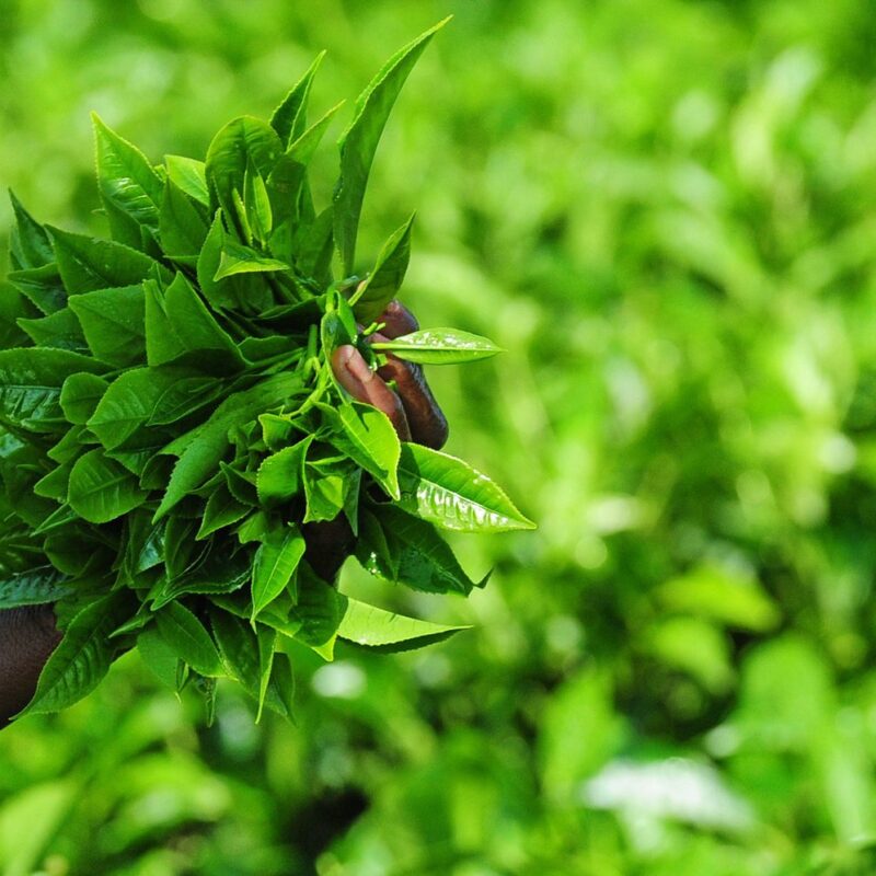 Rwanda Tea Plantation Tour