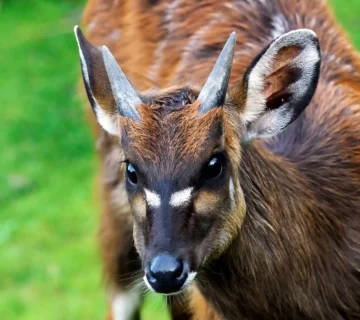 SITATUNGA ANTELOPES IN UGANDA