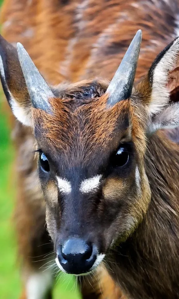 SITATUNGA ANTELOPES IN UGANDA