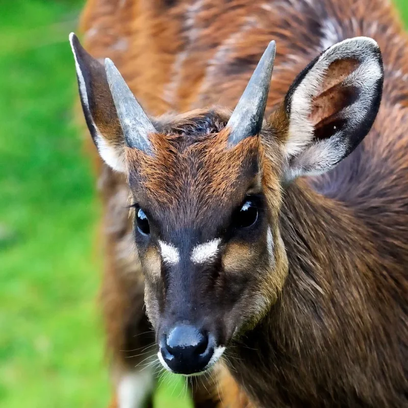 SITATUNGA ANTELOPES IN UGANDA