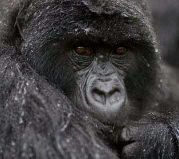 Trekking Gorillas in the Rain