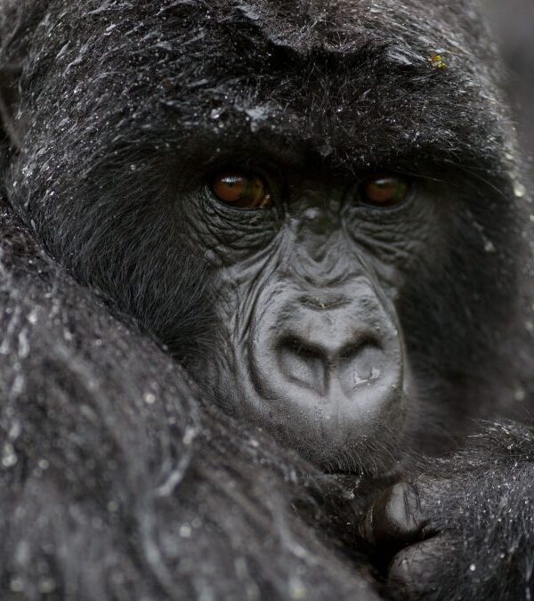 Trekking Gorillas in the Rain