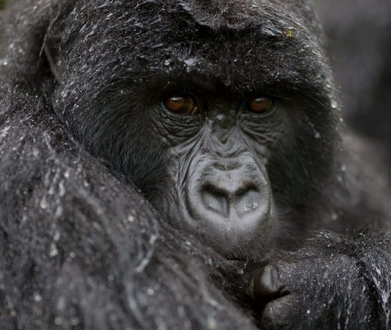 Trekking Gorillas in the Rain