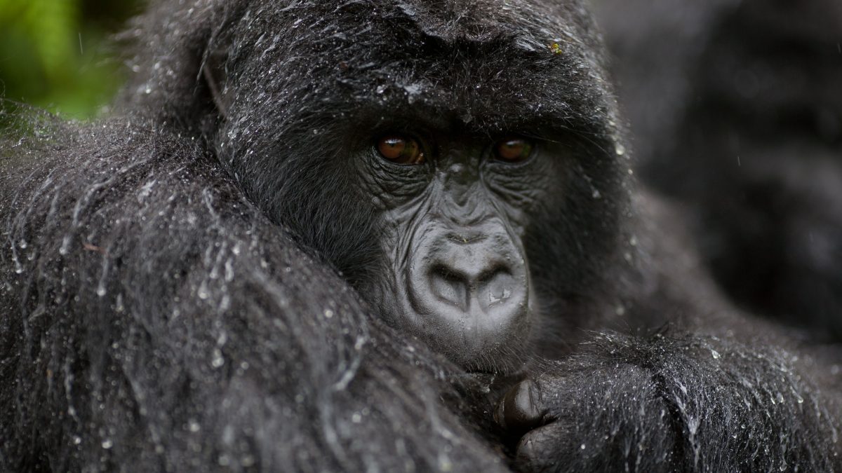 Trekking Gorillas in the Rain