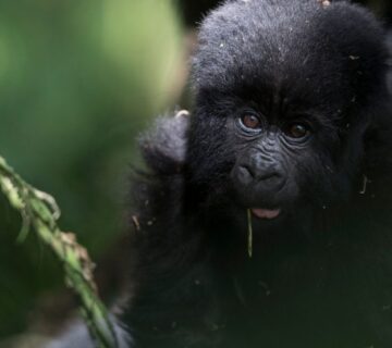 Uganda vs DRC Gorilla Trekking