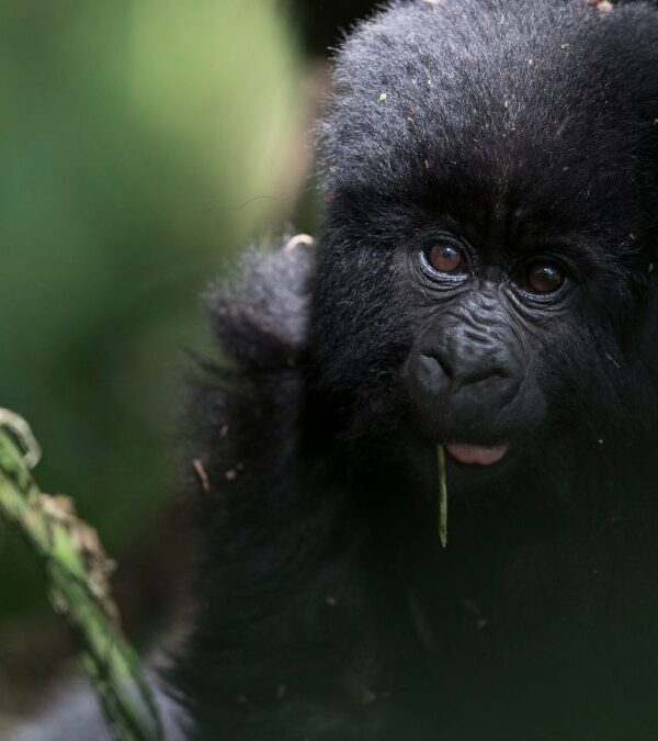 Uganda vs DRC Gorilla Trekking