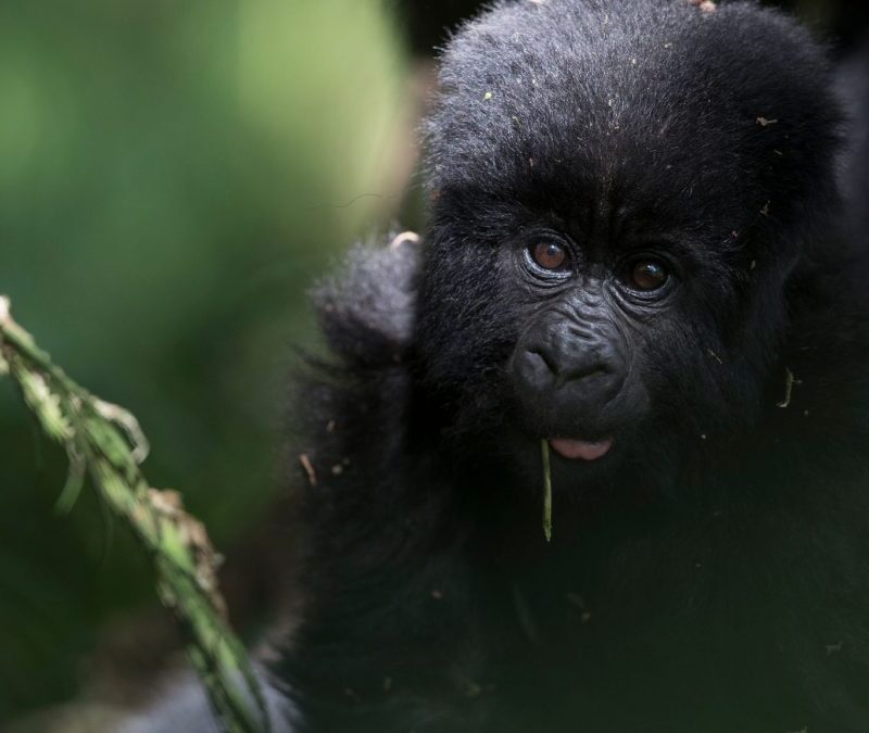 Uganda vs DRC Gorilla Trekking Uganda vs DRC Gorilla Trekking