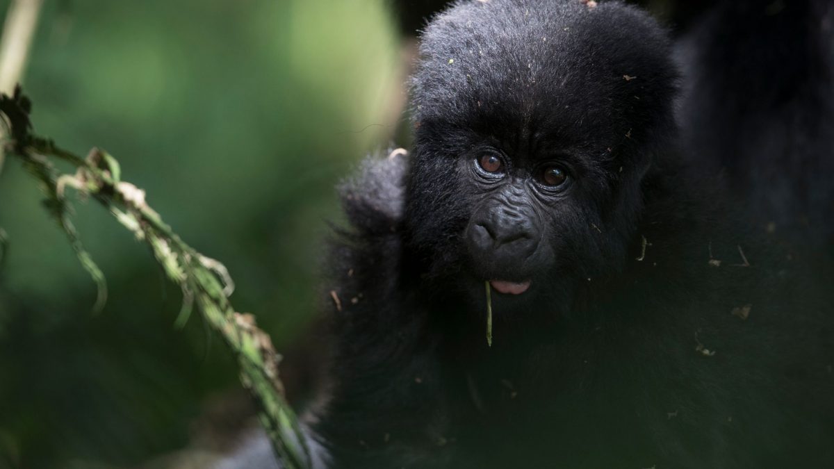Uganda vs DRC Gorilla Trekking