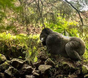 Volcanoes National Park Rwanda