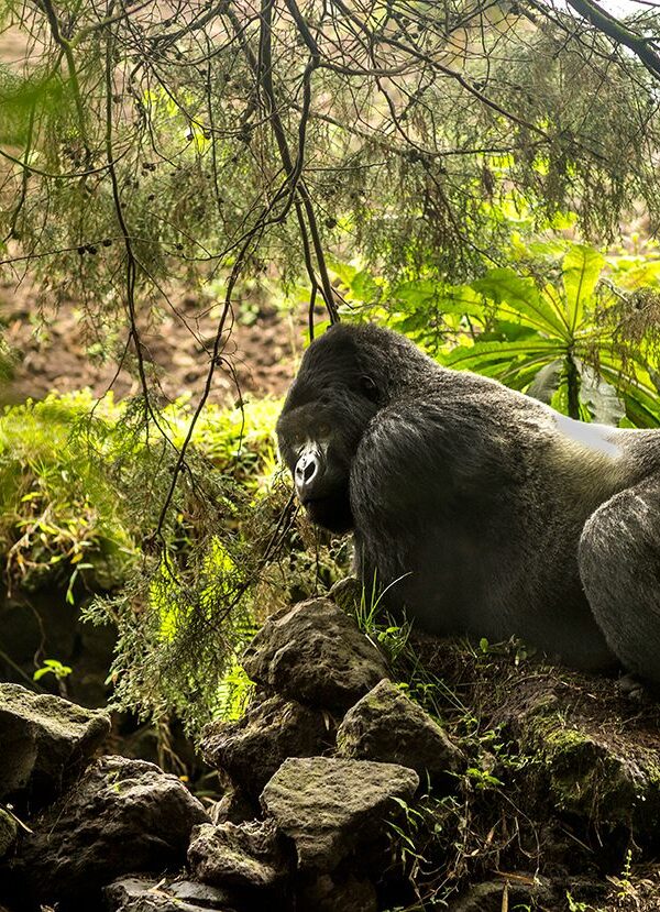 Volcanoes National Park Rwanda