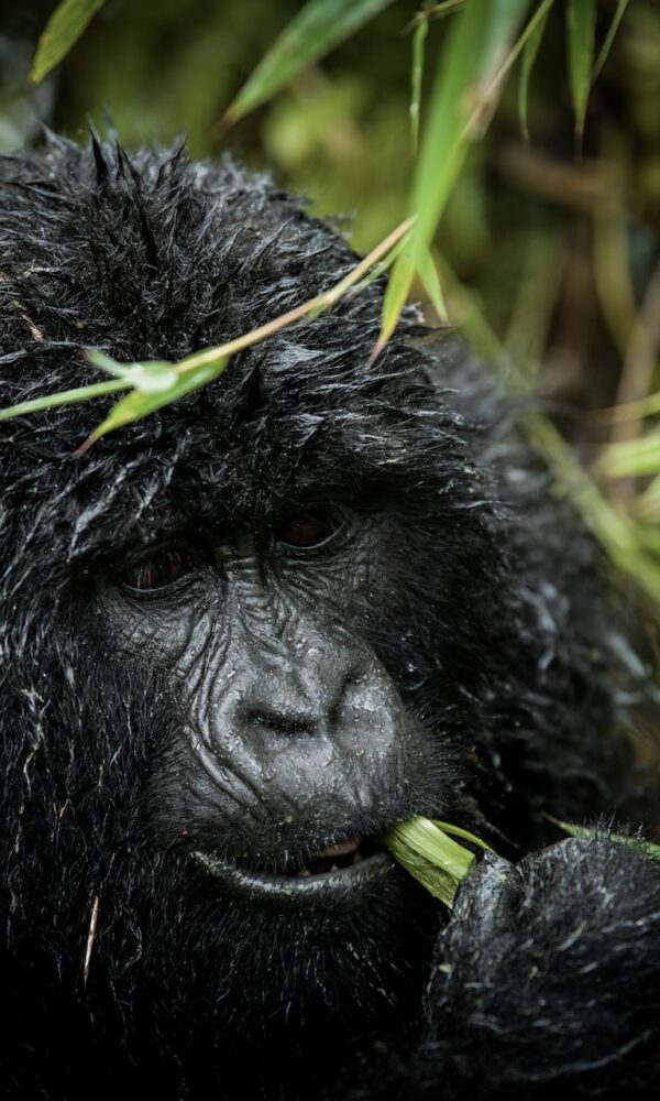 What Happens If You Do Not Find Gorillas