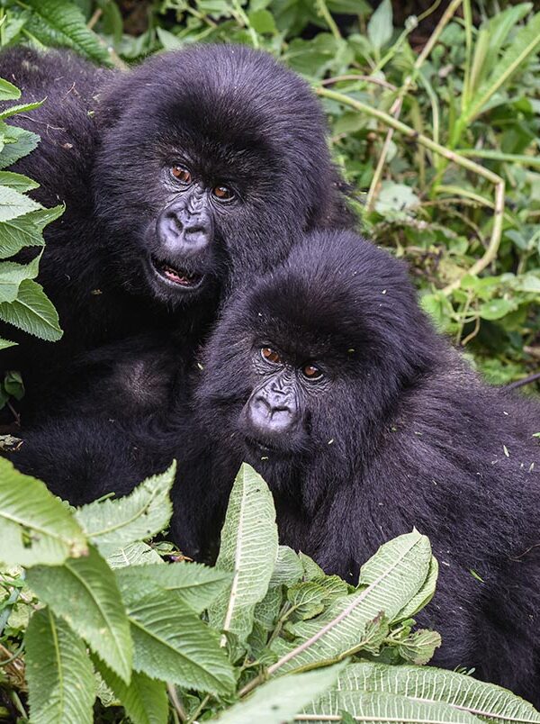 Why Only Eight People Trek Each Gorilla Family Per Day