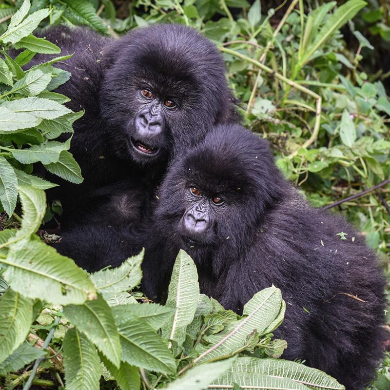 Why Only Eight People Trek Each Gorilla Family Per Day Why Only Eight People Trek Each Gorilla Family Per Day