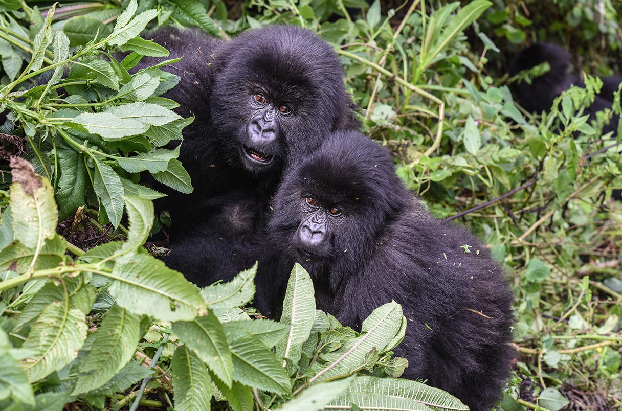 Why Only Eight People Trek Each Gorilla Family Per Day