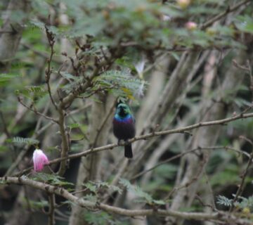 Birding in uganda4 360x320