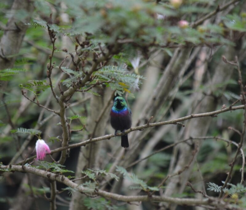 birding in uganda4 birding in uganda4