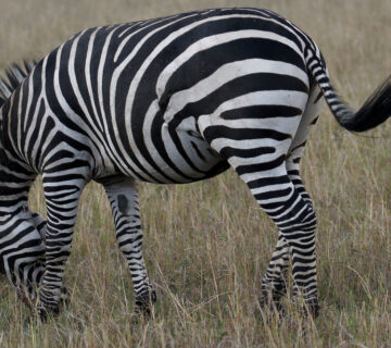 Kenya safaris5 360x320