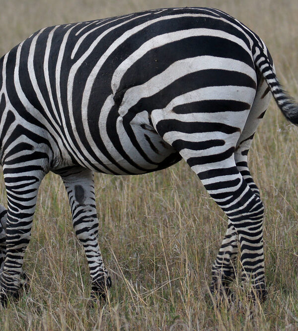 Kenya safaris5 600x666