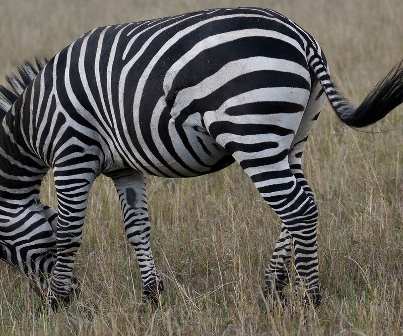 kenya safaris5 kenya safaris5