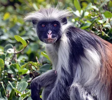 Red colobus monkey uganda