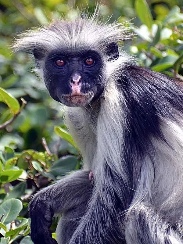 Red colobus monkey uganda
