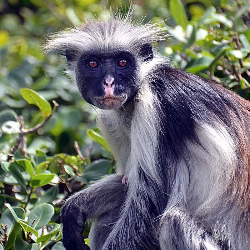 red-colobus-monkey-uganda1 red-colobus-monkey-uganda