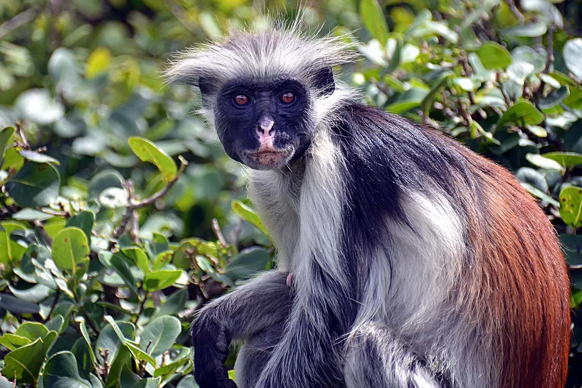 Red colobus monkey uganda