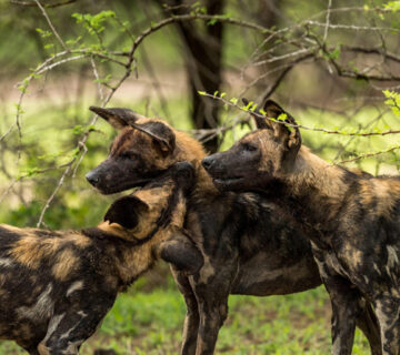 Nyerere National Park Tanzania