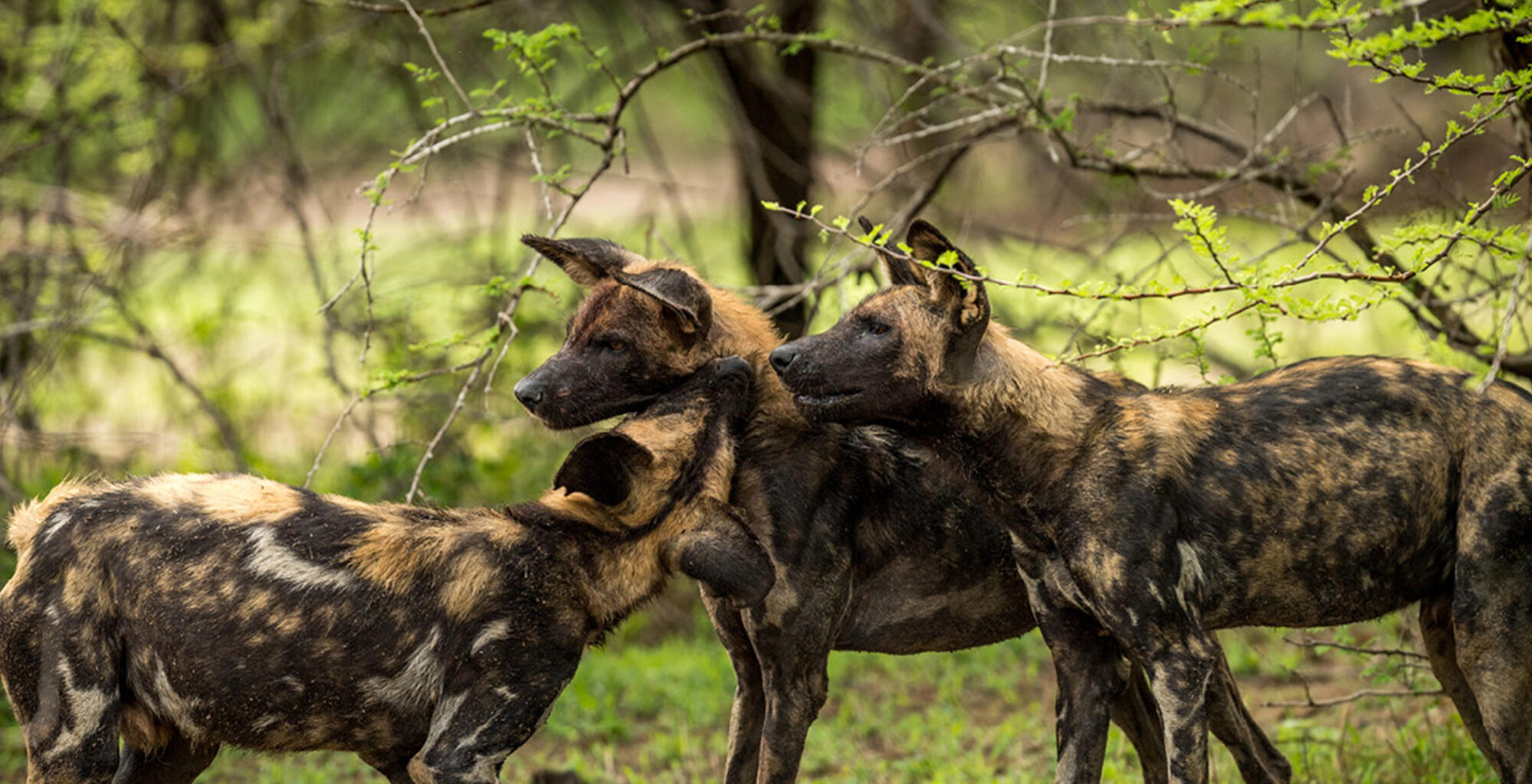 Nyerere National Park Tanzania