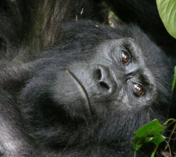 Rwanda Gorilla Day Trip from Kigali