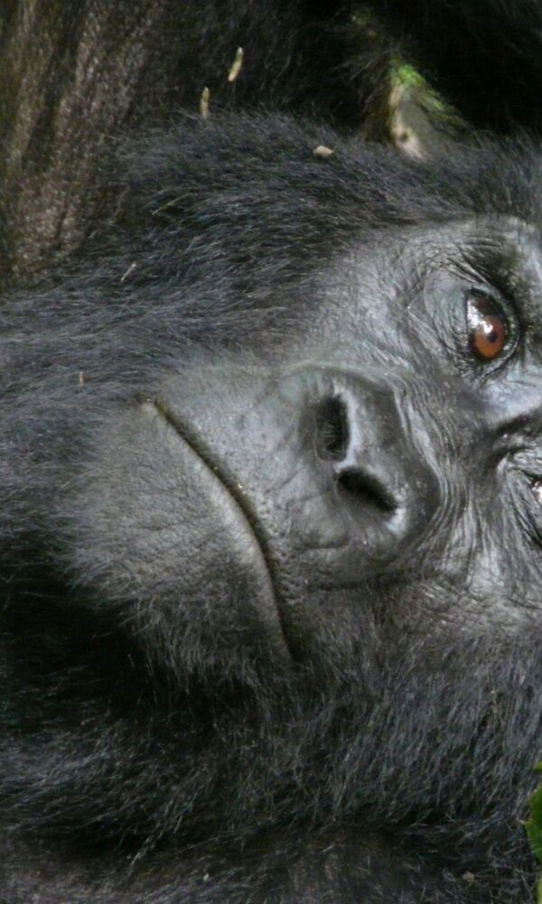 Rwanda Gorilla Day Trip from Kigali