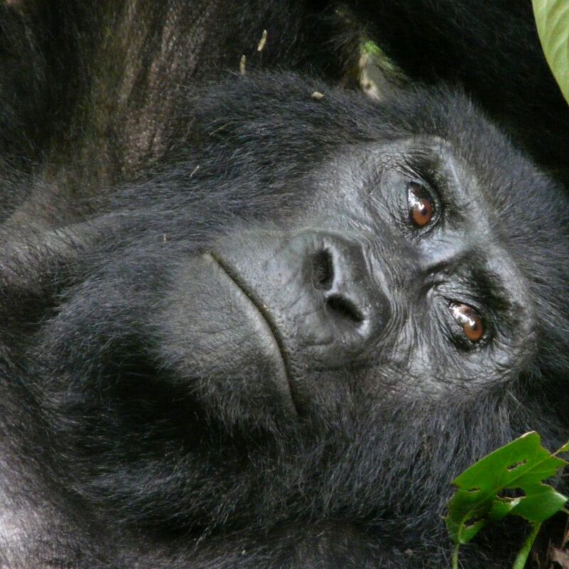 Rwanda Gorilla Day Trip from Kigali