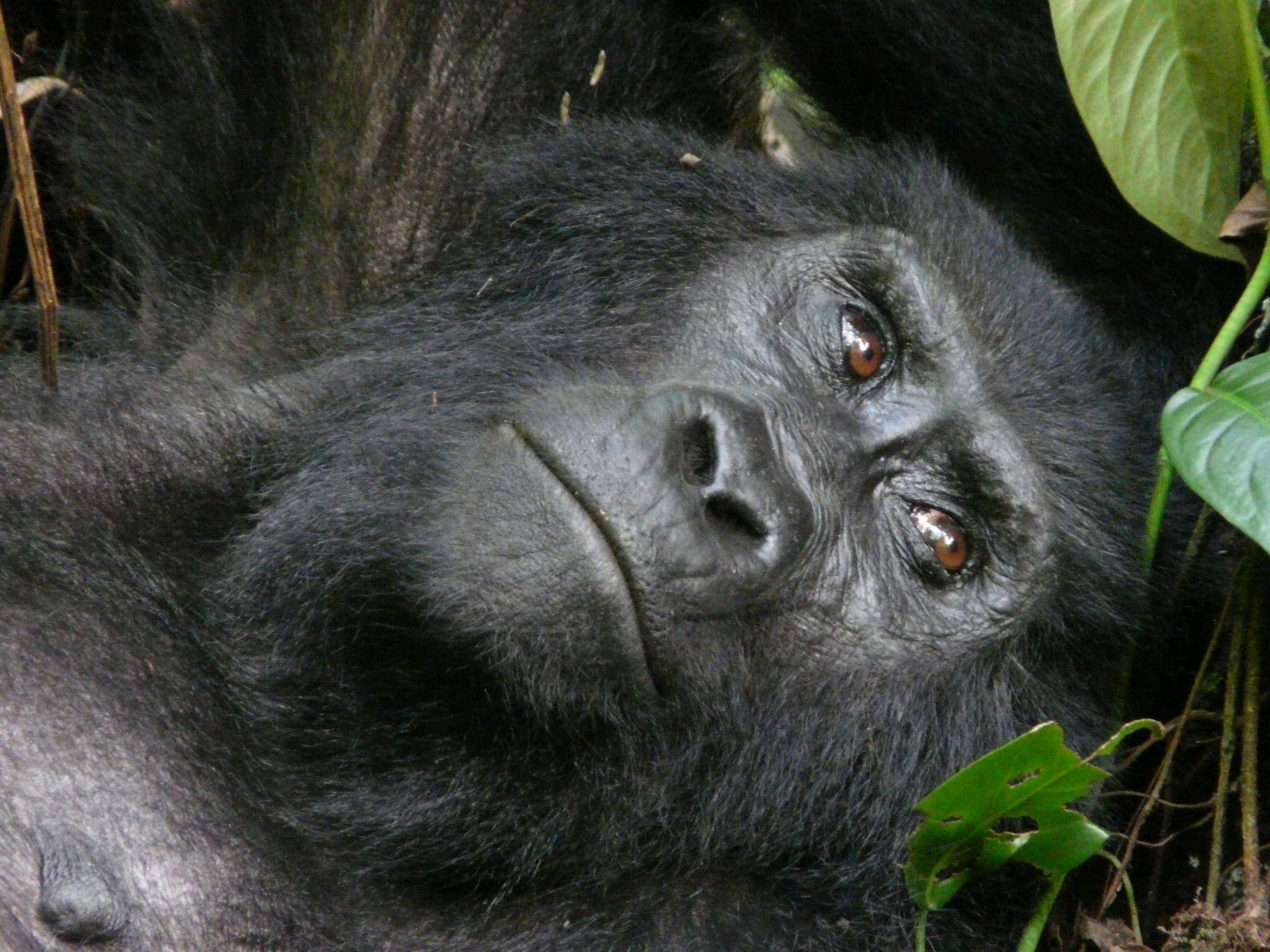 Rwanda Gorilla Day Trip from Kigali