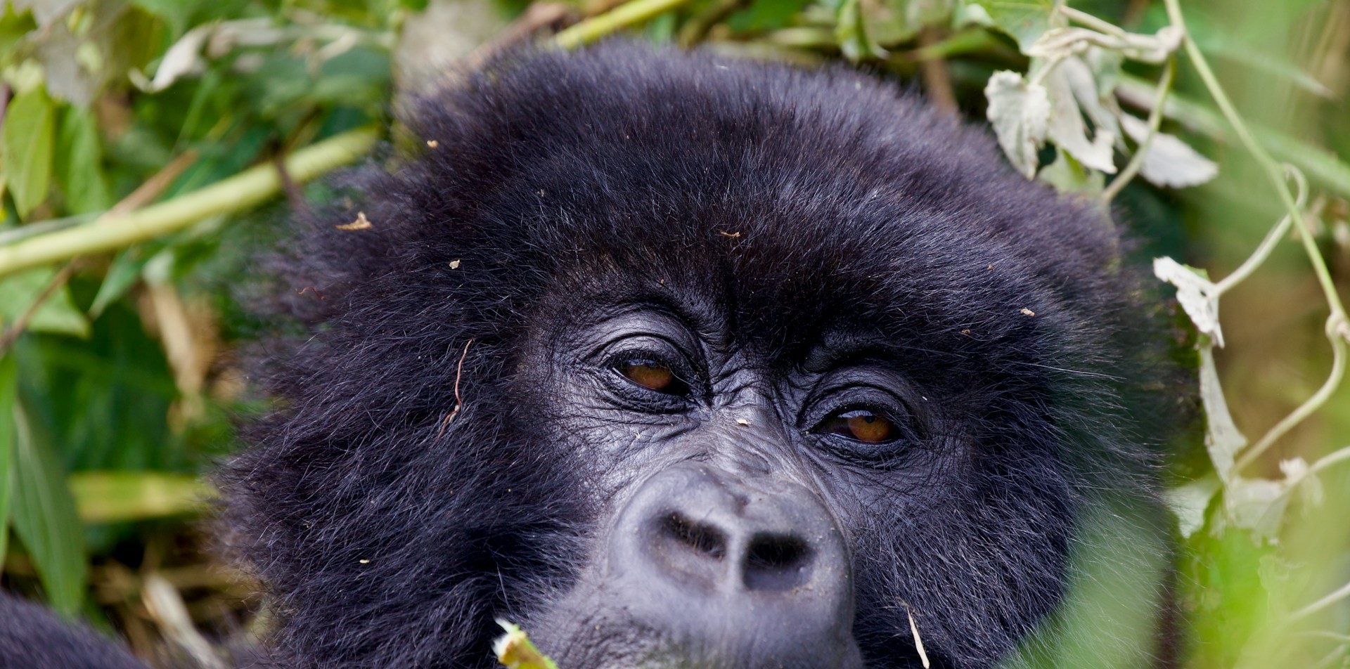 Rwanda Gorilla Day Trip from Kigali